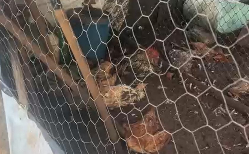 Vídeo: mais de 20 galinhas foram mortas de forma misteriosa em Taquarana