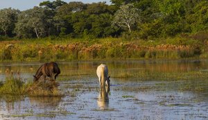 Parques naturais, praias e gastronomia: conheça os 'safaris' do Brasil
