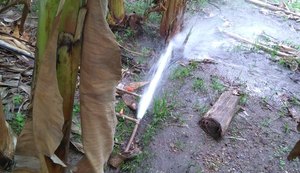 Operação da Casal flagra furto de água para irrigar bananeiras no interior