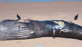 Baleia-jubarte encalha morta na Praia do Pontal do Peba, em Piaçabuçu