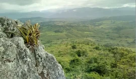 Pesquisador indígena cataloga 150 plantas medicinais de seu território