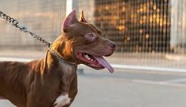 Pitbull se solta e mata cão de pequeno porte na casa vizinha