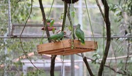 Papagaios Chauás serão transferidos para viveiro de aclimatação em reserva ambiental na região do Rio Niquim