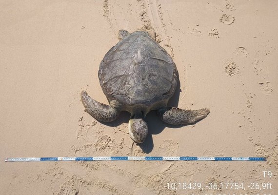 17 tartarugas são encontradas mortas pelo Biota
