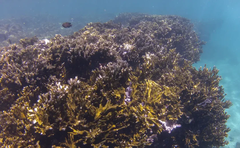 COP30: Coalizão Corais do Brasil trabalhará por conservação de recifes
