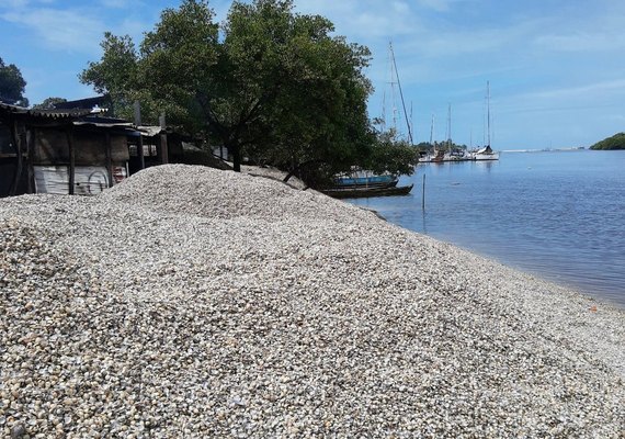 Projeto de pesquisa da Ufal realiza diagnóstico da mariscagem no litoral do Nordeste