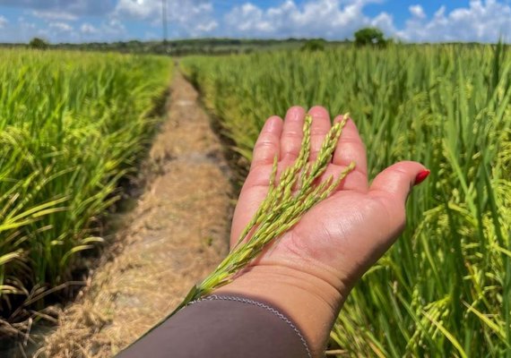 Alagoas Mais Arroz apresenta resultado positivo em novas variedades implantadas