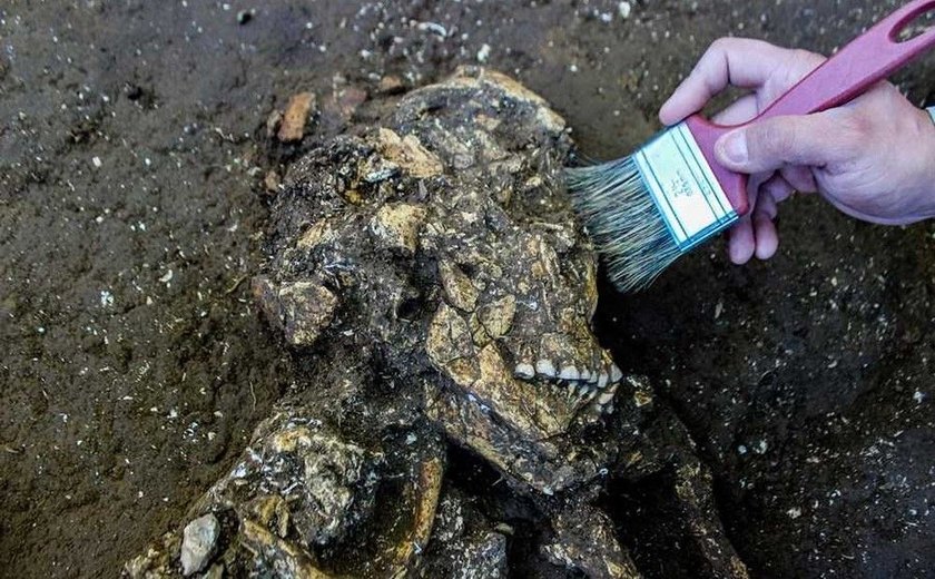 Esqueletos de 5,8 mil anos são achados ao lado de obras de duplicação em Santa Catarina