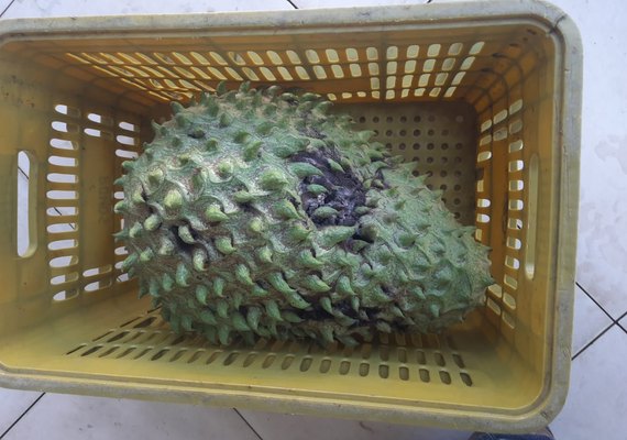 Agricultora colhe graviola gigante em Arapiraca