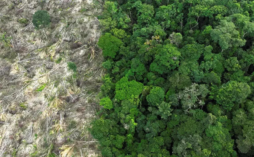 Pesquisa mede impacto de mudanças do clima e desmatamento na Amazônia
