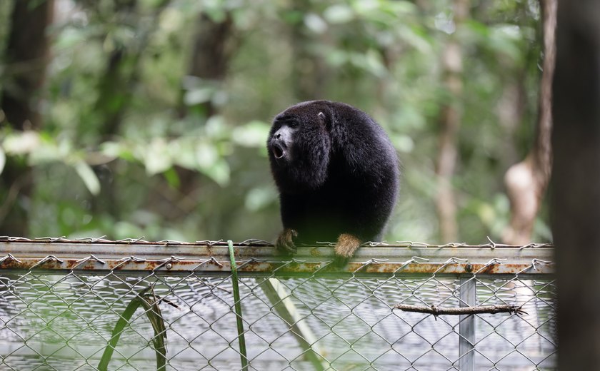 Guaribas-de-mãos-ruivas ganham liberdade em reserva ambiental de Coruripe