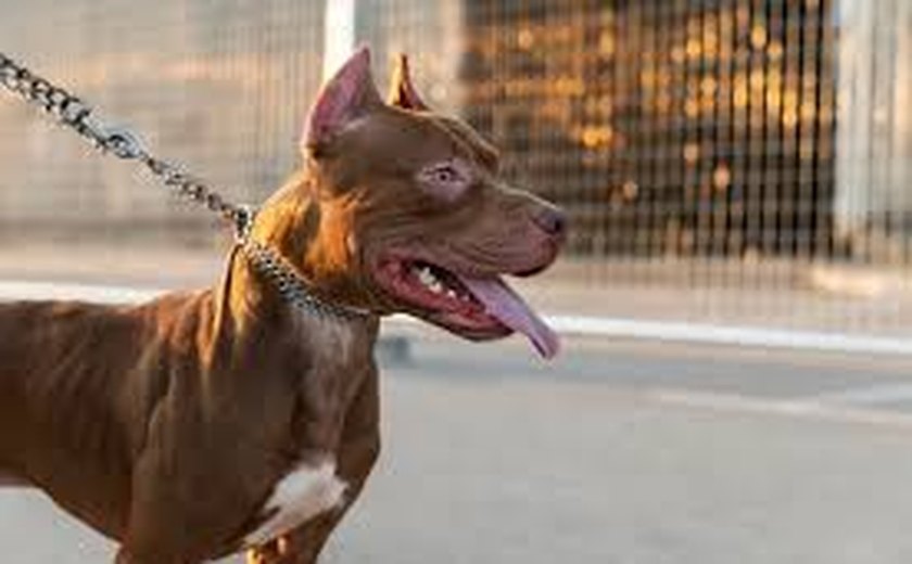 Pitbull se solta e mata cão de pequeno porte na casa vizinha
