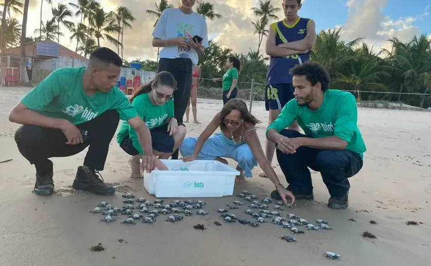 Mais de 80 filhotes de tartaruga-oliva são soltos na Praia de Guaxuma, em Maceió