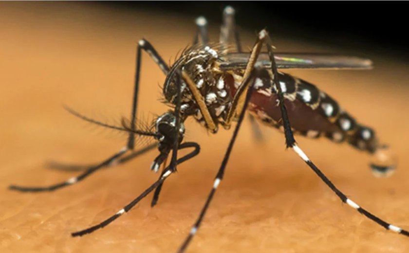 Primeiro repelente do mundo para roupas e superfícies é brasileiro e mata o mosquito da dengue em segundos