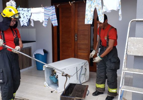 Cobra aparece em máquina de lavar e bombeiros capturam animal em Arapiraca; assista