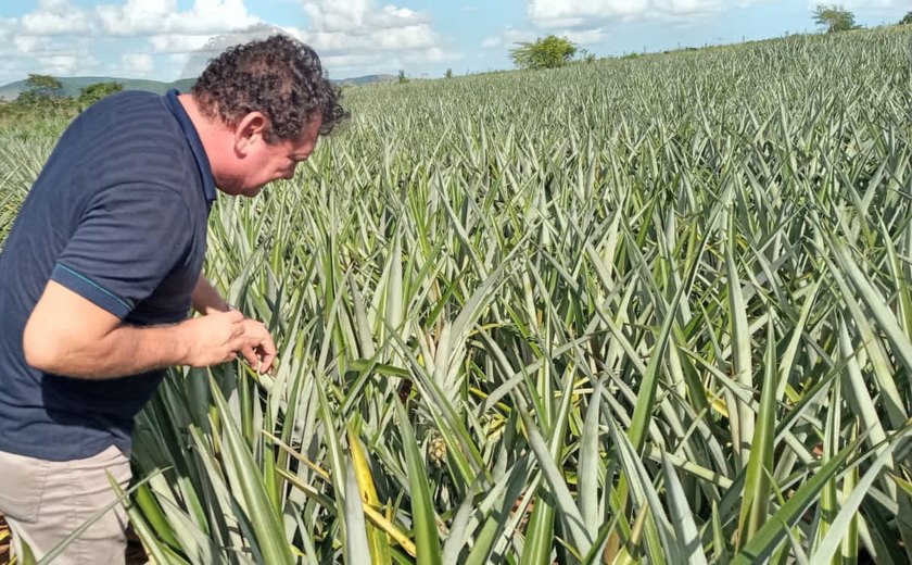 Arapiraca aumenta em 100% as áreas do cultivo de abacaxi