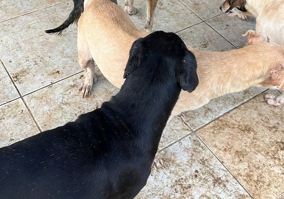 Polícia Civil participa de operação para apurar denúncia de maus-tratos de animais em Maceió