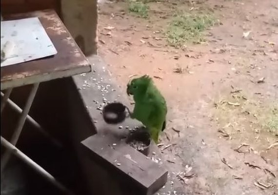 Vídeo de papagaio cantando 'Atirei o Pau no Gato' viraliza; assista