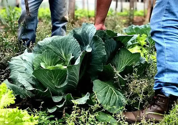 Agricultura familiar receberá R$ 60 milhões para produção de bioinsumo