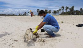 Especialistas estudam causas das mortes de peixes meros no litoral de Alagoas