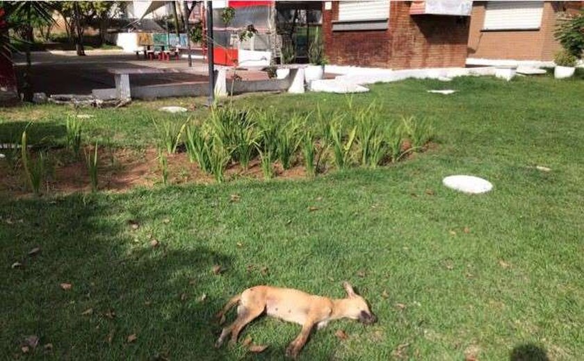 Quatro cães aparecem mortos em praça de Arapiraca