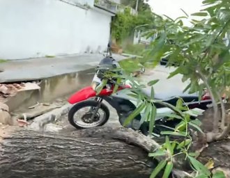 Árvore de grande porte cai sobre poste e atinge residência na Jatiúca, em Maceió