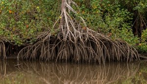 Perda anual de manguezais cai 44% no mundo e reforça papel do ecossistema contra a crise climática