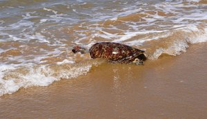 IMA orienta para riscos e regras ao encontrar peixes-boi e tartarugas no litoral de Alagoas