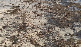 Mais mariscos aparecem mortos na Praia de São Bento