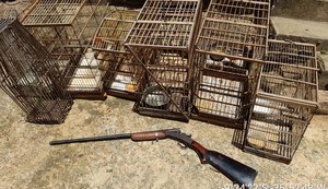 Agentes prendem em flagrante oito pessoas e apreendem 170 aves silvestres em Alagoas