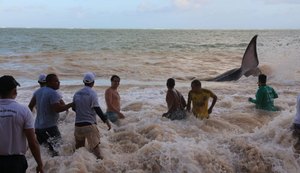 Baleia encalhada é reintroduzida ao mar na Barra de Santo Antônio