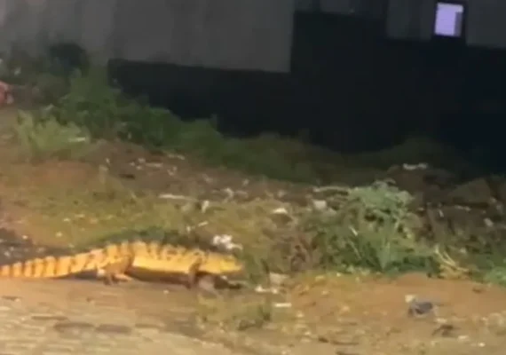 Palmeira dos Índios instalará placas sobre presença de jacarés em açudes do município