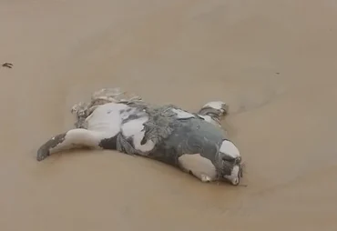 Necropsia confirma que elefante-marinho Leôncio foi morto de forma violenta