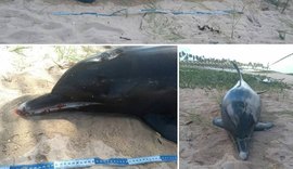 Golfinho é encontrado morto em praia de Paripueira