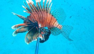 Pesquisadores da Ufal seguem com ações de monitoramento do peixe-leão