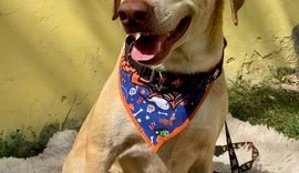 Feira de adoção: uma chance de dar um novo lar para cães e gatos de forma responsável