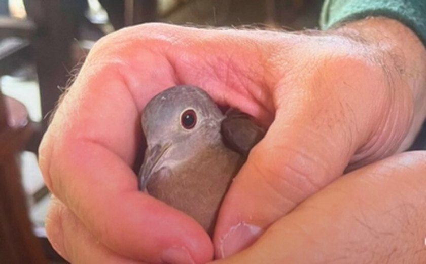 PC/AL e Ibama apreendem animais silvestres mantidos ilegalmente em residência