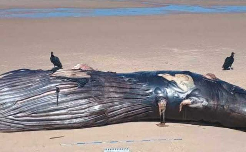 Baleia-jubarte encalha morta na Praia do Pontal do Peba, em Piaçabuçu