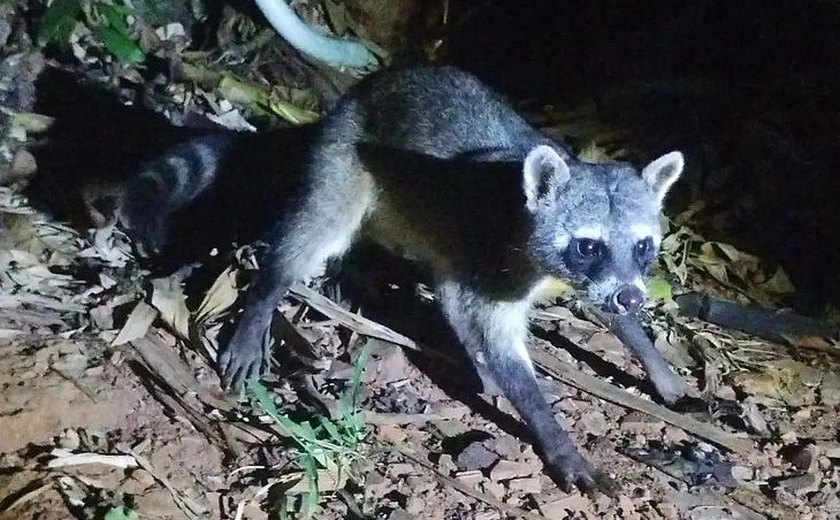 Raridade, quati é visto na tribo Xukuru-Kariri em Palmeira dos Índios