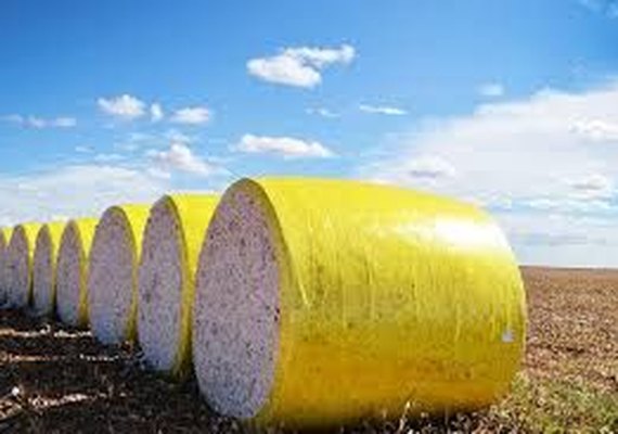 Maceió realiza 11º Congresso Brasileiro de Algodão até amanhã