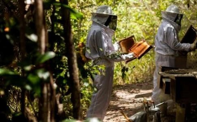 Dia do apicultor: Codevasf promove inclusão produtiva na Rota do Mel