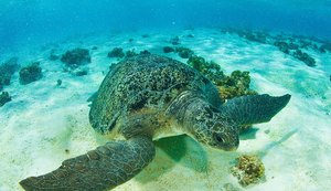 Cinco tartarugas mortas são encontradas em praia de Japaratinga