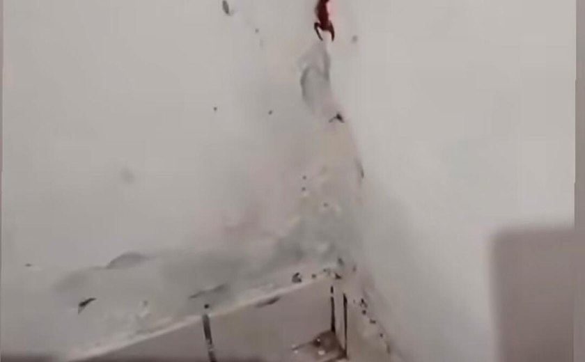 Vídeo: mãe encontra escorpiões no quarto da filha em Japaratuba, Sergipe