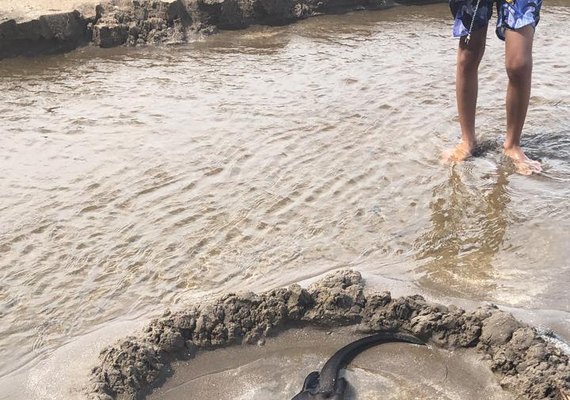 Vídeo: lontra é encontrada por populares na Praia do Patacho, em Porto de Pedras