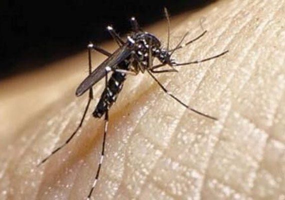 Ceará vive epidemia de Chikungunya com quase 60 mil casos confirmados