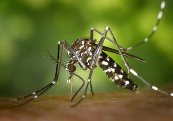 Brasil ultrapassa 1 milhão de casos prováveis de dengue em 2025