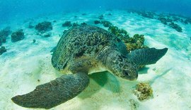 Cinco tartarugas mortas são encontradas em praia de Japaratinga