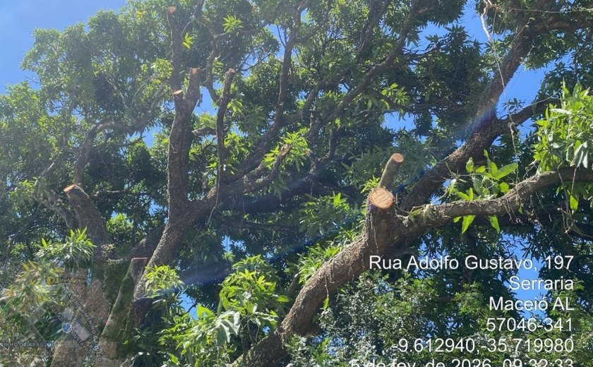 Construtora é autuada por crime ambiental após poda irregular de 17 árvores na Serraria