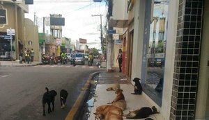 Aumenta o número de pessoas mordidas por cães em Arapiraca