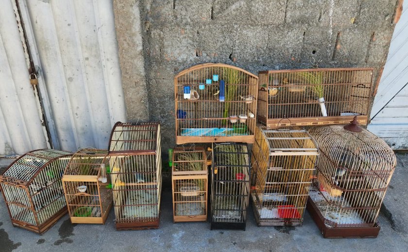 Polícia Militar resgata mais de 100 aves silvestres durante operação no Litoral Sul de Alagoas